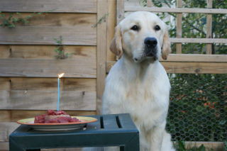 SAM 1 ans 0190003.jpg